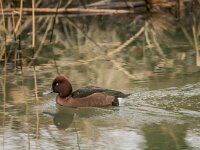 Aythya nyroca 28, Witoogeend, adult, male, Saxifraga-Theo Verstrael