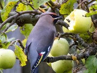 Bombycilla garrulus 100, Pestvogel, Saxifraga-Bart Vastenhouw