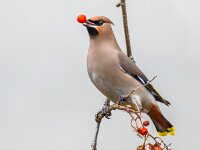 Bohemian waxwing passerine bird on branch  The Bohemian waxwing (Bombycilla garrulus) is a starling-sized passerine bird that feeds on berries during winter migration, berry in beak. : Assen, Drenthe, Netherlands, animal, background, beak, beautiful, berries, berry, bird, birdwatching, blue, bohemian, bombycilla, branch, closeup, cold, colorfull, eater, eurasia, europe, fauna, feather, feeding, food, fruit, garrulus, mask, migrating, migratory, mountain, natural, nature, northern, passage, portrait, red, rowan, siberian, sky, species, tree, uk, visitor, waxwing, white, wild, wildlife, winter