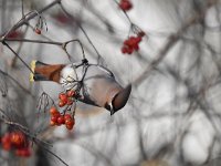 Bombycilla garrulus 36, Pestvogel, Saxifraga-Luuk Vermeer