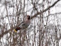 Bombycilla garrulus 51, Pestvogel, Saxifraga-Luuk Vermeer