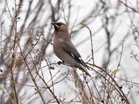 Bombycilla garrulus 56, Pestvogel, Saxifraga-Luuk Vermeer