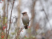 Bombycilla garrulus 61, Pestvogel, Saxifraga-Luuk Vermeer