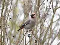 Bombycilla garrulus 64, Pestvogel, Saxifraga-Luuk Vermeer