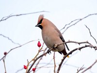 Bombycilla garrulus 73, Pestvogel, Saxifraga-Bart Vastenhouw