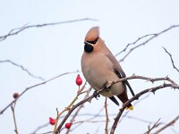 Bombycilla garrulus 75, Pestvogel, Saxifraga-Bart Vastenhouw