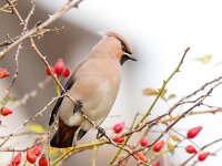 Bombycilla garrulus 77, Pestvogel, Saxifraga-Bart Vastenhouw
