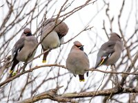 Bombycilla garrulus 78, Pestvogel, Saxifraga-Bart Vastenhouw