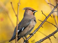 Bombycilla garrulus 79, Pestvogel, Saxifraga-Bart Vastenhouw