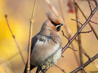 Bombycilla garrulus 81, Pestvogel, Saxifraga-Bart Vastenhouw