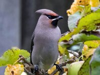 Bombycilla garrulus 86, Pestvogel, Saxifraga-Bart Vastenhouw