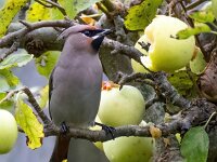 Bombycilla garrulus 87, Pestvogel, Saxifraga-Bart Vastenhouw