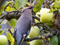 Bombycilla garrulus 93, Pestvogel, Saxifraga-Bart Vastenhouw