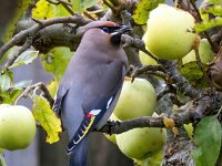 Bombycilla garrulus 94, Pestvogel, Saxifraga-Bart Vastenhouw
