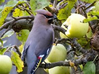 Bombycilla garrulus 99, Pestvogel, Saxifraga-Bart Vastenhouw