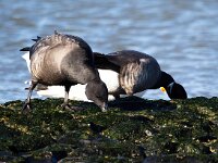 Branta bernicla 104, Rotgans, Saxifaga-Bart Vastenhouw