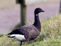 Branta bernicla 108, Rotgans, Saxifaga-Bart Vastenhouw