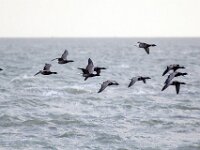 Branta bernicla 109, Rotgans, Saxifaga-Bart Vastenhouw