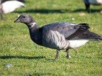 Branta bernicla 112, Rotgans, Saxifaga-Bart Vastenhouw