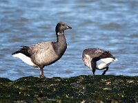 Branta bernicla 117, Rotgans, Saxifaga-Bart Vastenhouw
