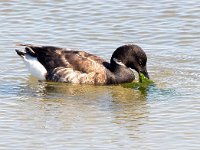 Branta bernicla 69, Rotgans, Saxifraga-Bart Vastenhouw