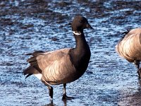 Branta bernicla 70, Rotgans, Saxifraga-Bart Vastenhouw