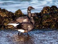 Branta bernicla 80, Rotgans, Saxifraga-Bart Vastenhouw