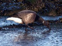 Branta bernicla 81, Rotgans, Saxifraga-Bart Vastenhouw