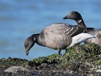 Branta bernicla 88, Rotgans, Saxifraga-Tom Heijnen