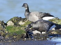 Branta bernicla 90, Rotgans, Saxifraga-Tom Heijnen