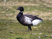 Branta bernicla nigricans 122, Zwarte rotgans, Saxifraga-Bart Vastenhouw