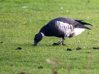 Branta bernicla nigricans 34, Zwarte rotgans, Saxifraga-Bart Vastenhouw