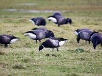Branta bernicla nigricans 58, Zwarte rotgans, Saxifraga-Bart Vastenhouw