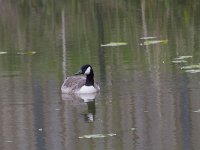 Branta canadensis 48, Grote canadese gans, Saxifraga-Jan Nijendijk