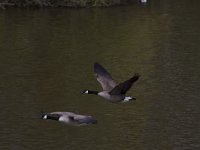 Branta canadensis 53, Grote canadese gans, Saxifraga-Jan Nijendijk