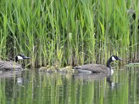 Branta canadensis 56, Grote Canadese Gans, Saxifraga-Tom Heijnen