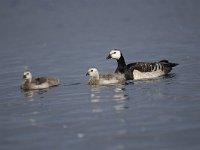 Branta leucopsis 114, Brandgans, Saxifraga-Luuk Vermeer