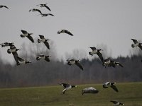 Branta leucopsis 118, Brandgans, Saxifraga-Luuk Vermeer