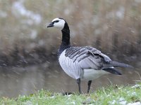 Branta leucopsis 125, Brandgans, Saxifraga-Luuk Vermeer