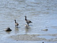 Branta leucopsis 130, Brandgans, Saxifraga-Willem van Kruijsbergen