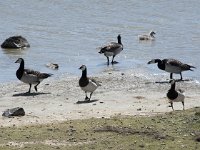 Branta leucopsis 131, Brandgans, Saxifraga-Willem van Kruijsbergen