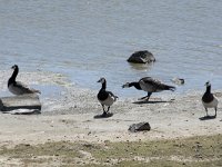 Branta leucopsis 132, Brandgans, Saxifraga-Willem van Kruijsbergen