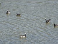 Branta leucopsis 137, Brandgans, Saxifraga-Willem van Kruijsbergen