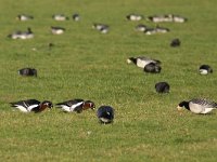 Branta ruficollis 4, Roodhalsgans, Saxifraga-Mark Zekhuis