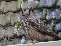 Bubo bubo 56, Oehoe, Saxifraga-Luuk Vermeer