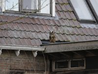 Bubo bubo 7, Oehoe, Saxifraga-Luuk Vermeer