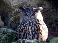 Bubo bubo 70, Oehoe, Saxifraga-Bart Vastenhouw