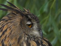 Bubo bubo 73, Oehoe, Saxifraga-Martin Mollet