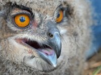 Bubo bubo 76, Oehoe, Saxifraga-Tom Heijnen