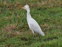 Bubulcus ibis 100, Koereiger, Saxifraga-Luuk Vermeer